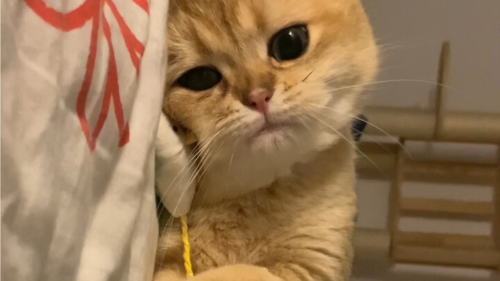 إنه يحب الفأر الصغير كثيرًا... (مكاني في خطر