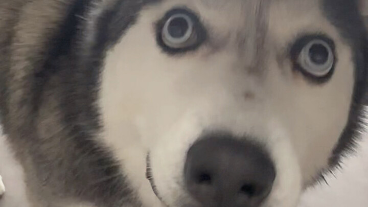 Anjing Husky yang dibeli seharga 1000, apakah benar-benar murni?