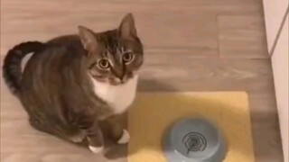 يجب أن أقول أن هذه قطة متعلمة جدًا.