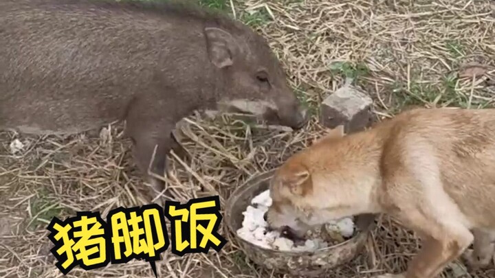 Pig: What are you eating? You’re eating my second uncle!