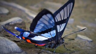 10 Kupu-Kupu Tercantik di Bumi