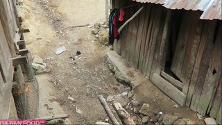 ĐI TÌM SÂM RỪNG - phần 1