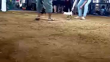 labas na lamang loob nanalopa