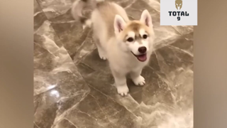 Tổng Hợp Những Khoảnh Khắc Hài Hước Của Động Vật 103 #hai