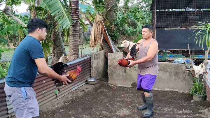 LATE BORN STAG NON-BANDED