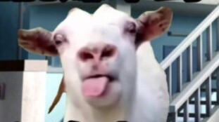 [Cat meme] ฉันถูกเพื่อนร่วมชั้นเลือกปฏิบัติเป็นเวลาสี่ปีในปี 985 เพราะฉันชอบมิติที่สอง