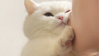 من يفهم هذا؟ القط الصغير الذي يزن 2.5 كيلو سهل جدًا أن تتنمر عليه!