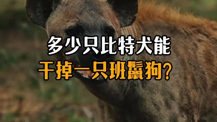 How many pit bulls does it take to take down a spotted hyena?