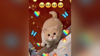 Lạc vào đôi mắt ấy🥺🥺cats mèo meow cute fyp foryou xuhuong