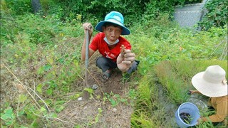 Tư và vợ ra đồng đào dế và bắt cua xem ai sẽ được nhiều