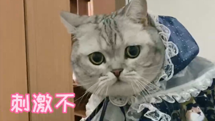 I got my constipated girlfriend a box of suppositories, and in the end, my cat just sighed helplessl