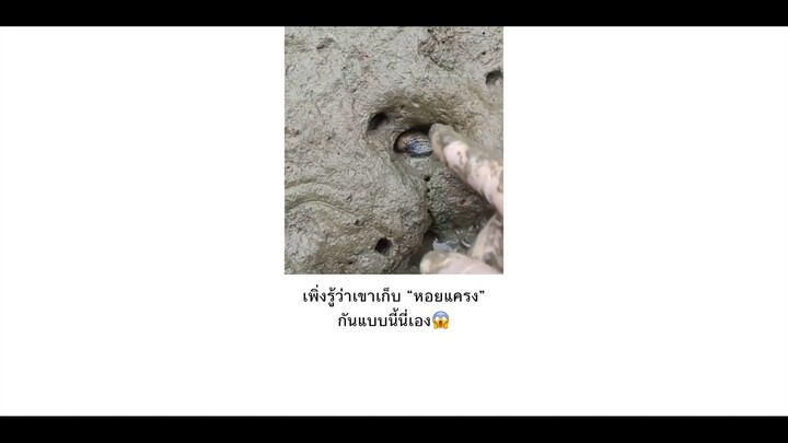 พึ่งรู้ว่าเขาเก็บหอยแครงกันแบบนี้