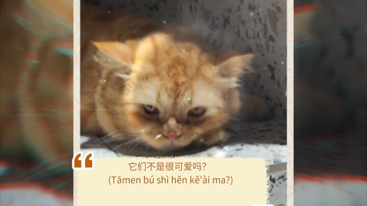 它们不是很可爱吗？ (Tāmen bú shì hěn kě'ài ma?)