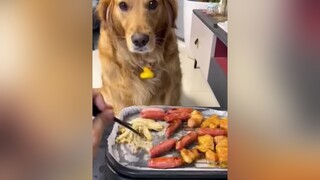 Bạn thân phải vậy😁dog thucung