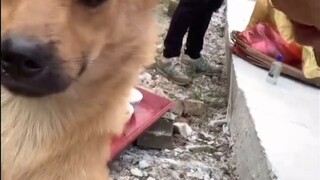 Korbankan seekor anjing untuk nenek moyang kita hari ini