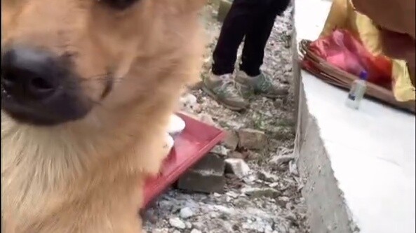 วันนี้เสียสละสุนัขเพื่อบรรพบุรุษของเรา