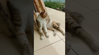 disuruh suruh terus #shorts #komedikucing #comedy #funny #cat #kucing