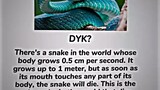 New snake