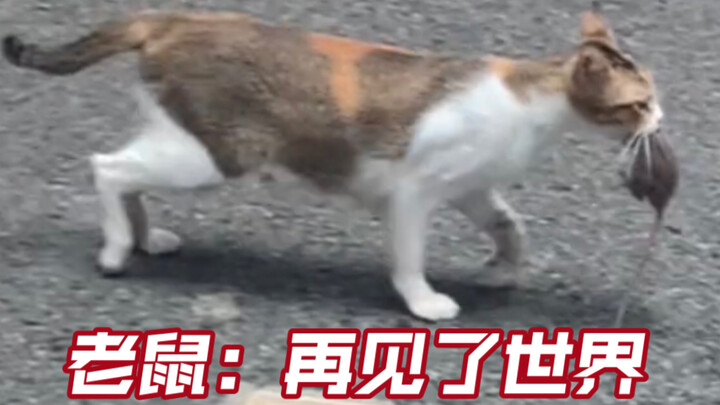 Cat: It’s hunting time—don’t blink!