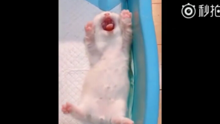 How can there possibly be such adorable little milk cats in this world?!