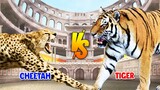 Cheetah vs Tiger | SPORE