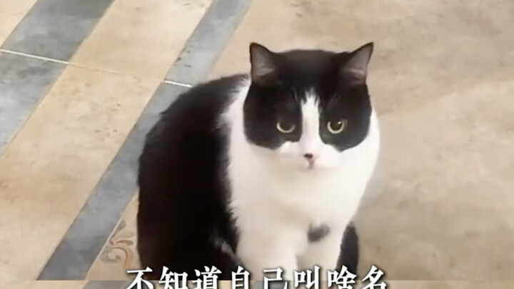 Kitten: “What’s all that gibberish? It must be calling me—‘kitten’—pet care.”