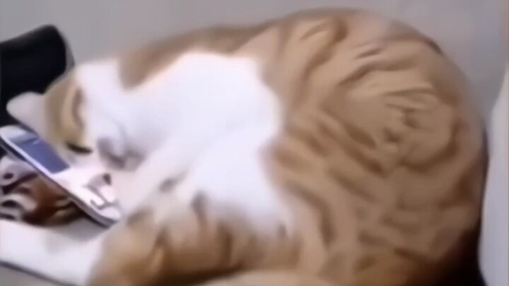 Kucing tersebut hancur hatinya begitu melihat tuannya yang telah meninggal.