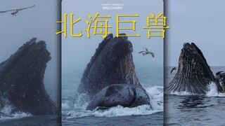北海的巨兽，她们正在苏醒.....