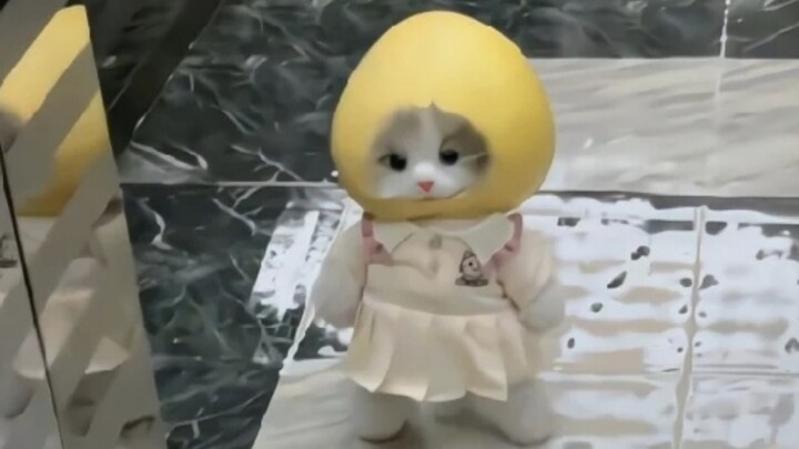 Liệu cả thế giới có đều yêu thích những chú mèo con vô địch đáng yêu không nhỉ?