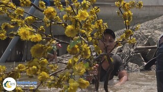 Nhờ "Nhánh Mai Vàng'' Trúng Được Ổ Tôm | Hội Ngộ Miền Tây - Tập 328