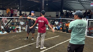 WIN‼️2nd Fight - 2 Stag Derby Champion🏆🏆