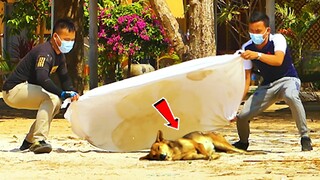 Best Dog Prank - Big Blanket vs Prank Sleeping Dog Super Funny - Must Watch Funny & Try Not To Laugh