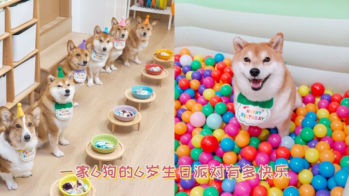 Seberapa seru pesta ulang tahun anak berusia 6 tahun yang dihadiri 6 ekor anjing?