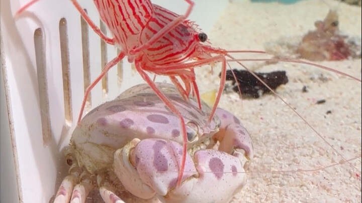 How strong is the venom of the flame squid, exactly?
