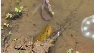 天下武功，唯快不破。