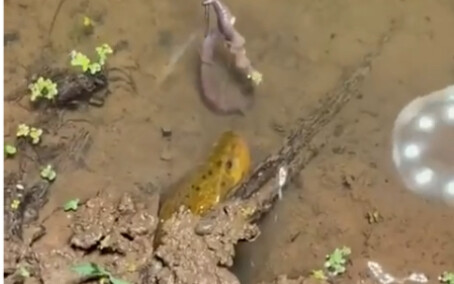 In martial arts, speed is invincible.