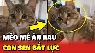 Con Sen BẤT LỰC với bé mèo chỉ biết ăn RAU NHÚNG LẨU với GÀ LUỘC 😂 | Yêu Lu