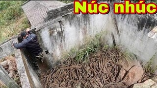 Trong Ngày Giỗ Tướng Quân Phát Hiện Ổ Rắn Núc Nhúc Trong Nhà Hoang | Sâu Tv