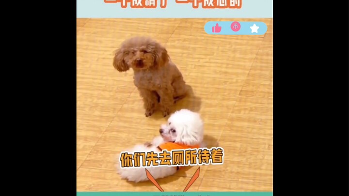 Anjing Teddy ini lebih paham omongan manusia daripada pacar!