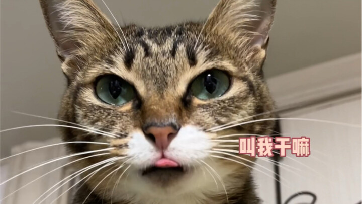 Post‑2010 high‑quality cat beauties are online for making friends—any suitable cats out there?!