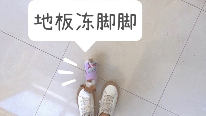 ليس لدى البشر أي فكرة عن مدى صغر حجم الشيواوا