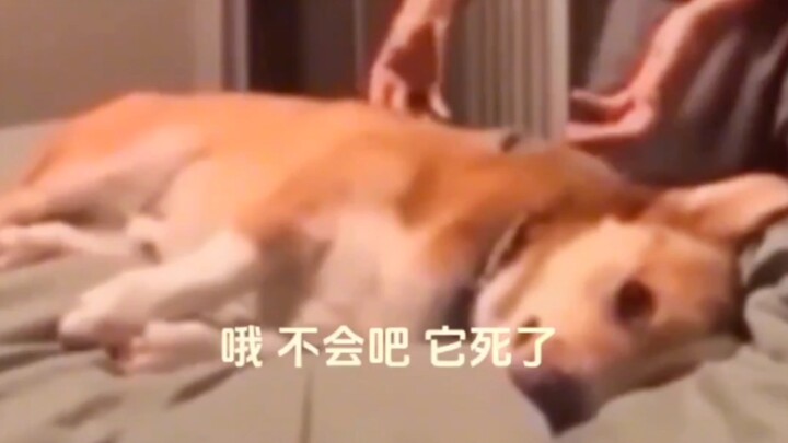 เผื่อคุณยังไม่เคยเห็นลูกสุนัขน่ารักแกล้งตาย 🐕