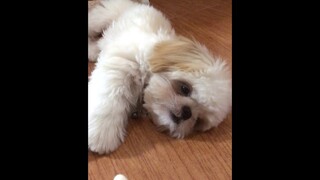 Puppy Finally Lies on His Back to Get His Treat - So Cute