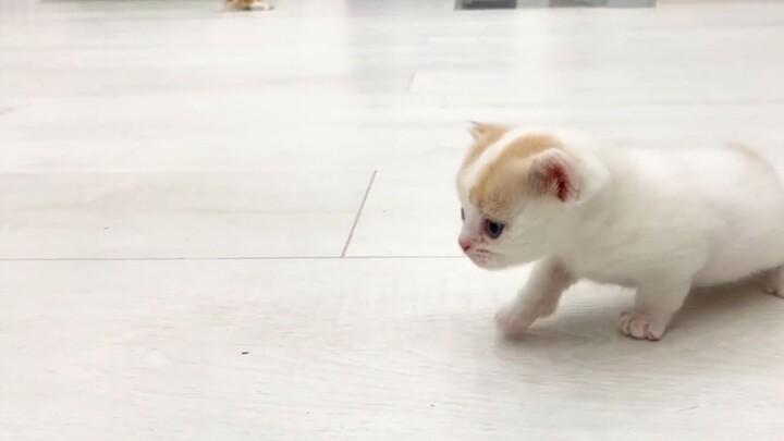 Mèo anh dạy mèo em cách đi lại :3