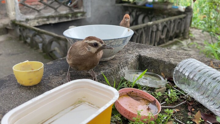 A little bird behind the bowl