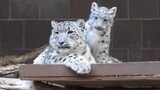 Animal|Little Snow Leopard Loves Mom Most