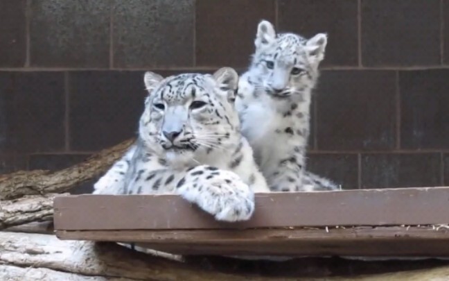 สัตว์|เสือดาวหิมะที่ชอบติดแม่สุด ๆ