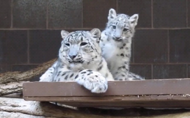 Animal|Little Snow Leopard Loves Mom Most