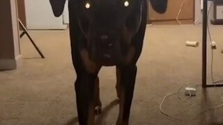The dog that likes to scare its owner every day...