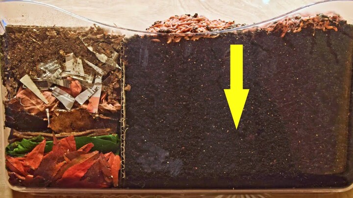 พลังสูง! ไส้เดือนอยู่ในดิน 30 วัน ทำอย่างไร? ย่อยสลายขยะ! !